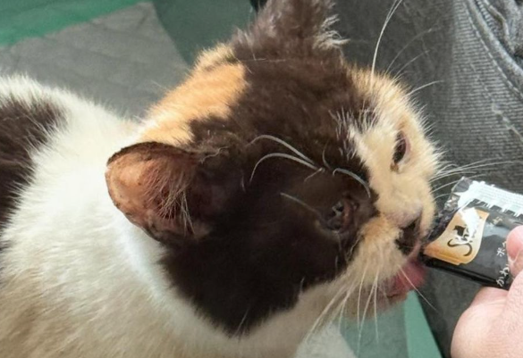 kucing-uya-kuya-diserahkan-ke-dinas-kpkp-jakarta